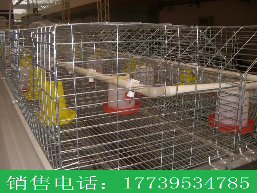 厂家供应笼养蛋鸡肉鸡设备四层八门立式育雏笼  金兴  镀锌