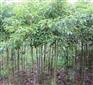 供甘肃兰州永登树苗和皋兰树种