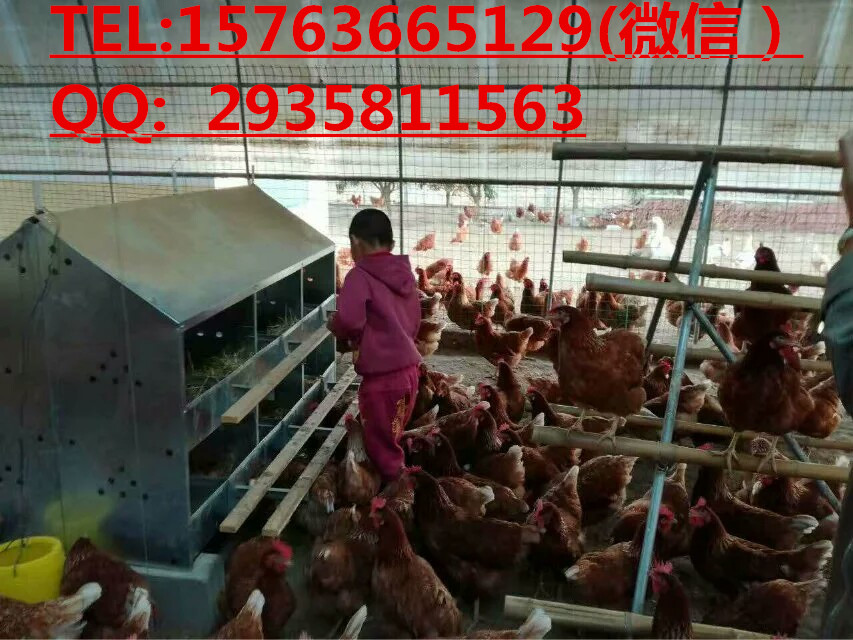 平养鸡用产蛋箱&nbsp;&nbsp;散养鸡用产蛋箱&nbsp;&nbsp;多穴鸡蛋窝