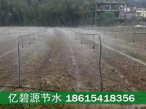 攀枝花羊肚菌浇水用N50微喷带铺设方法  攀枝花羊肚菌微喷