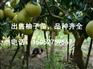 容县沙田柚苗行情-供应安徽实惠的柚子苗