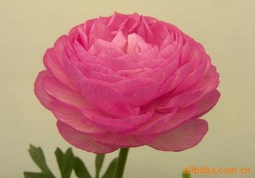 德阳优惠的新品种花毛茛种子哪有卖_花毛茛&nbsp;&nbsp;花卉种子