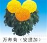 万寿菊种子厂家直销，供应四川优惠的中国报