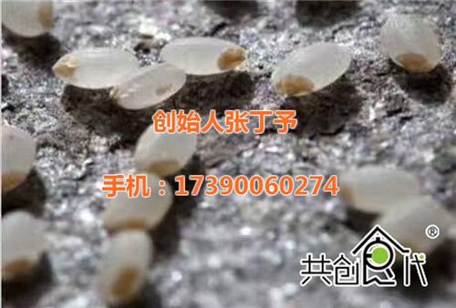 种子米|共创食代种子米|东北大米种子米 现磨现卖大米种子 天然有机大米种子