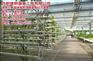 温室大棚价格|蚌埠温室大棚|合肥建野温室