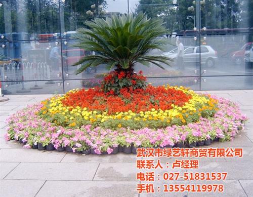 仿真盆景花卉批发,延安市盆景花卉批发,绿  盆景花卉批发价格  盆景花卉批发厂家