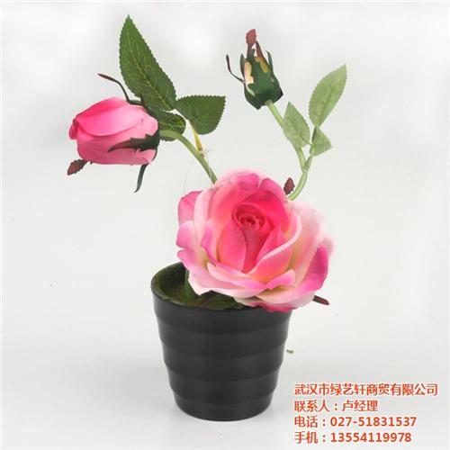 客厅花卉盆栽租赁,晋城市花卉盆栽,绿艺轩  花卉盆栽种子
