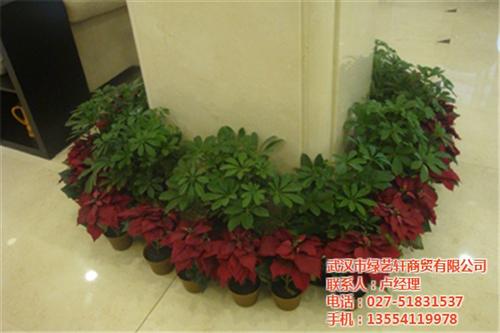 盆景花卉批发价格、乌兰察布市盆景花卉批发  盆景花卉批发市场  盆景花卉批发出租