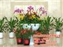 绿植盆景花卉批发,承德市盆景花卉批发,绿