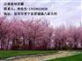 昆明云南早樱种植厂家、昆明云南早樱、云南