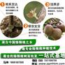 猕猴桃树种植,猕猴桃树,坤威猕猴桃苗(查