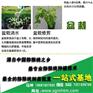 猕猴桃树苗、坤威猕猴桃苗、猕猴桃树苗批发