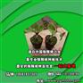 亚特猕猴桃树苗|猕猴桃树苗|坤威猕猴桃苗