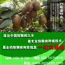 黄心猕猴桃树苗,猕猴桃树苗,坤威猕猴桃苗