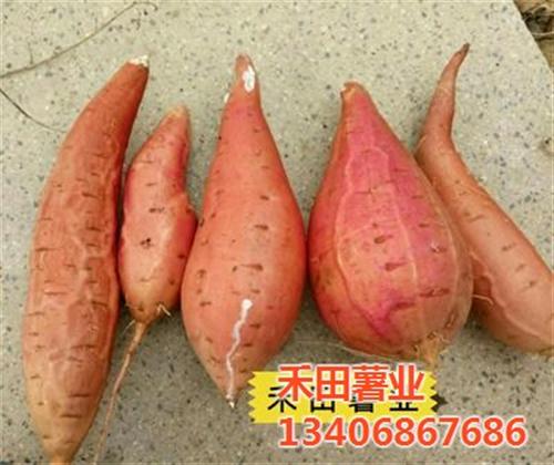 烟薯25|禾田薯业|烟薯25批发&nbsp;&nbsp;烟薯25价格&nbsp;&nbsp;烟薯25口感