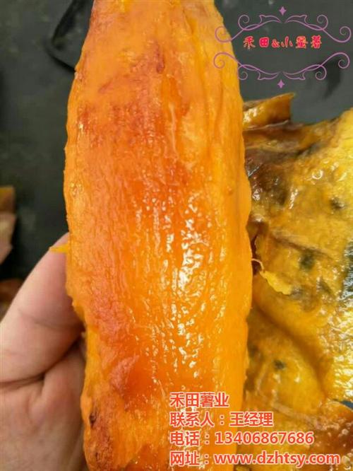 烟薯25技术、烟薯25、禾田薯业(多图) 烟薯25销售 烟薯25秧苗