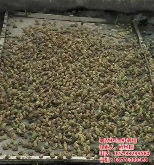 虎纹蛙养殖方法、虎纹蛙养殖、武汉瑞和园(  虎纹蛙养殖效益  虎纹蛙养殖基地
