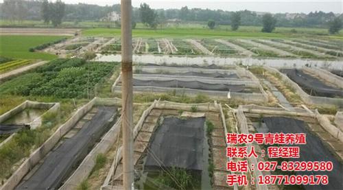 虎纹蛙养殖厂、虎纹蛙养殖、武汉瑞和园(多  虎纹蛙养殖前景  虎纹蛙养殖批发
