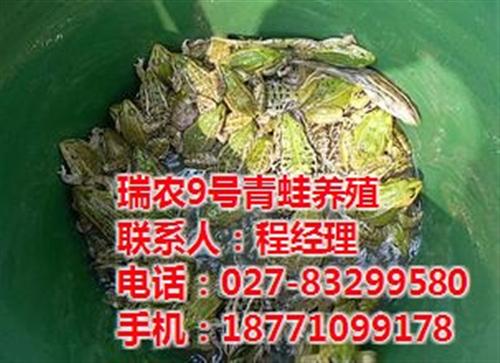 虎纹蛙蛙苗|武汉瑞和园生态农业公司|虎纹  虎纹蛙优质蛙苗  全年大量批发虎纹  虎纹蛙蛙苗养殖效