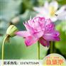 磨盘莲种植技术,甘肃磨盘莲,志龙莲藕(查