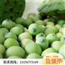 辽宁磨盘莲|志龙莲藕|磨盘莲种植基地