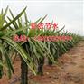 河源几种常用火龙果灌溉方法指导