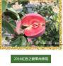 陕西省瑞士红肉苹果最专业的公司就选国农宝兴