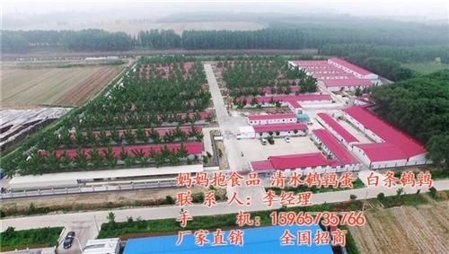 山东妈妈抱食品有限公司|鹌鹑|山东鹌鹑招  山东鹌鹑厂家  山东鹌鹑加工  山东鹌鹑招商