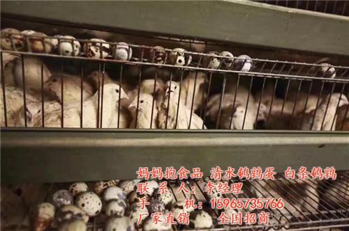 鹌鹑_山东妈妈抱食品有限公司_山东鹌鹑种  山东鹌鹑种苗  山东鹌鹑招商