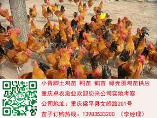 达州青脚土鸡苗批发行情　达州土鸡苗最近图片  土鸡市场  土鸡苗图片