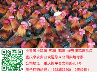 荣昌香鸡苗图片　求购荣昌正宗香鸡苗供应  香鸡新闻  香鸡苗行情