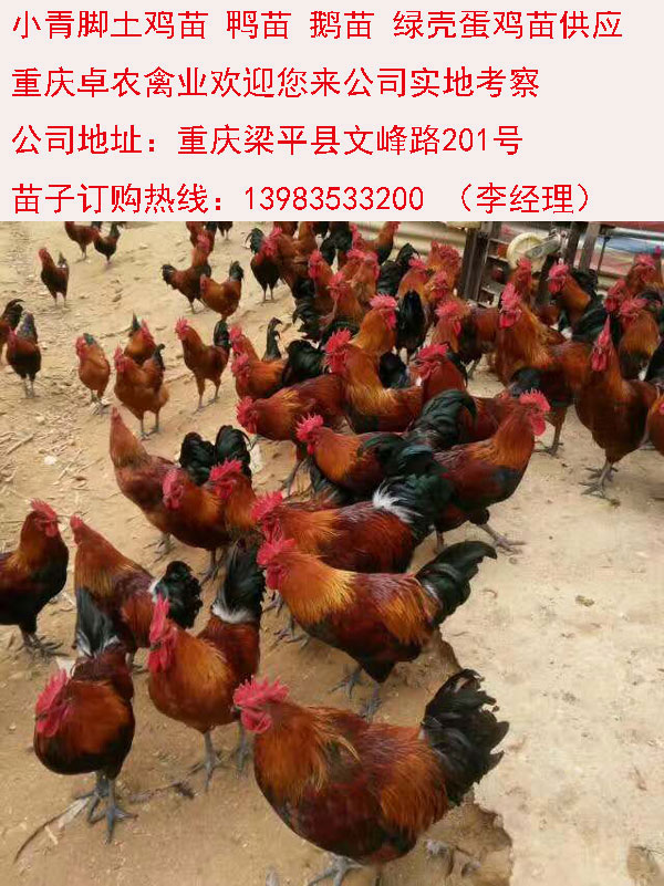 蓬安香鸡苗最近市场走势　蓬安香鸡苗行情  香鸡苗批发  香鸡市场  香鸡苗价格