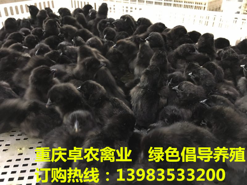 邻水黑土鸡苗批发价格走势 武胜黑鸡苗最近行情  黑鸡苗供应  黑鸡行情  黑土鸡市场