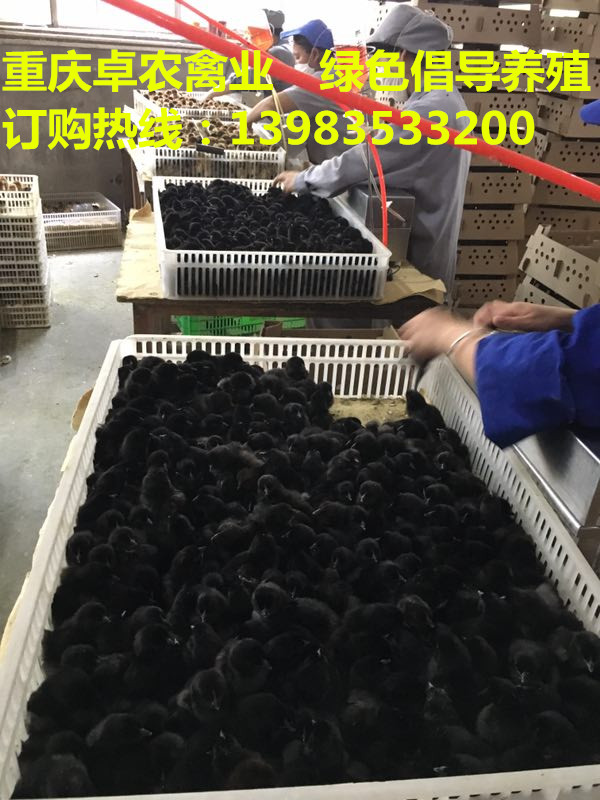 邻水黑土鸡苗批发价格走势 武胜黑鸡苗最近行情  黑鸡苗供应  黑鸡行情  黑土鸡市场