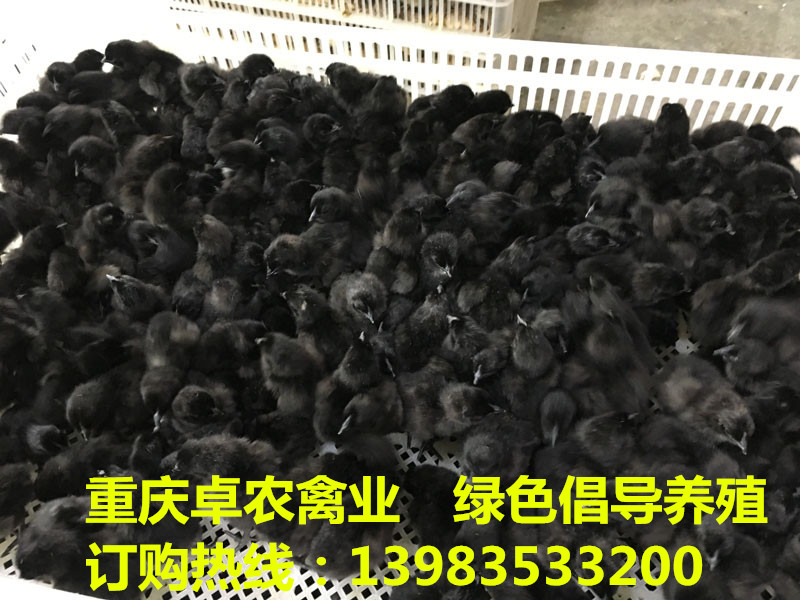 邻水黑土鸡苗批发价格走势 武胜黑鸡苗最近行情  黑鸡苗供应  黑鸡行情  黑土鸡市场