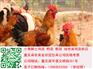 重庆青脚土鸡苗供应　养殖土鸡多观察重预防
