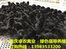 邻水黑土鸡苗批发价格走势 武胜黑鸡苗最近行情