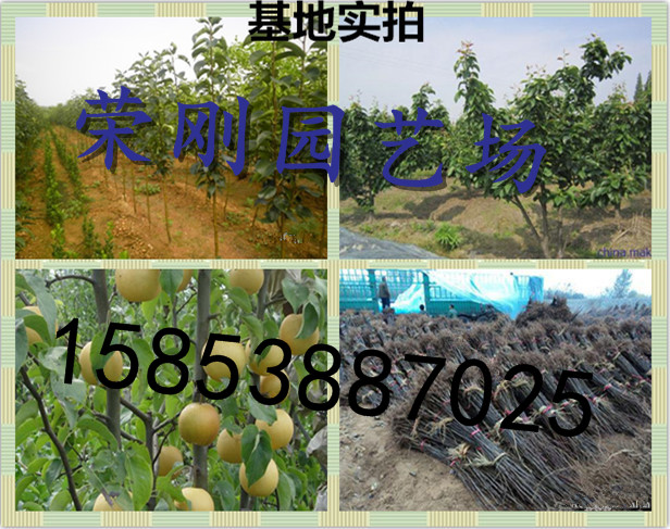 江苏泰州市全红梨品种介绍大全