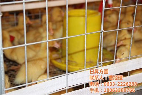 阶梯式肉鸡笼|肉鸡笼|方圆笼具(查看)  肉鸡笼厂家  商品肉鸡笼养设备