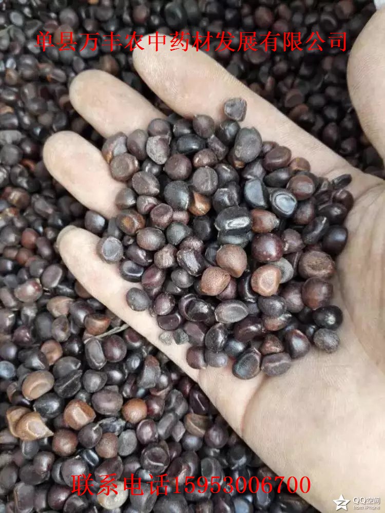 山东白芍种苗批发  四川白芍种苗  贵州白芍种苗