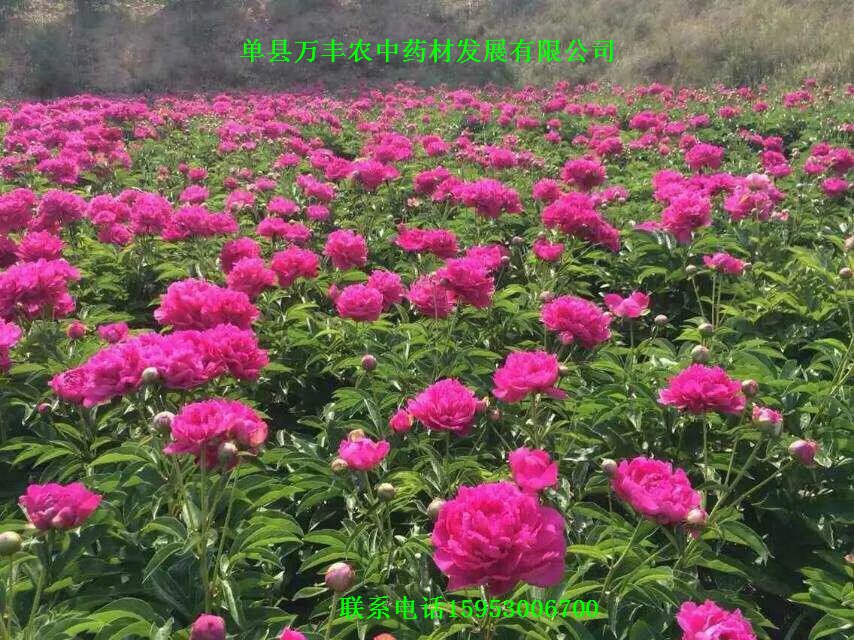 山东白芍种苗批发  四川白芍种苗  贵州白芍种苗