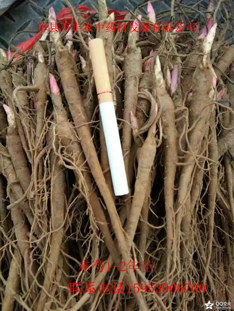 山东赤芍种苗批发  四川赤芍种苗  东北赤芍种苗