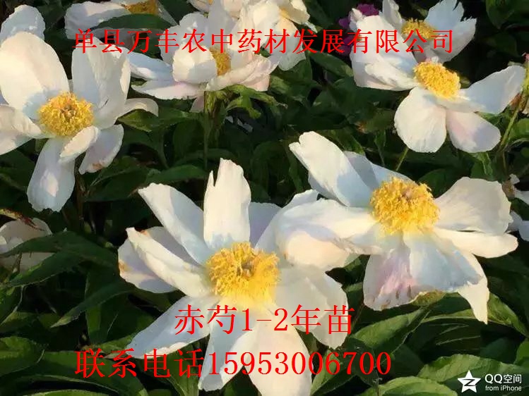 山东赤芍种苗批发  四川赤芍种苗  东北赤芍种苗
