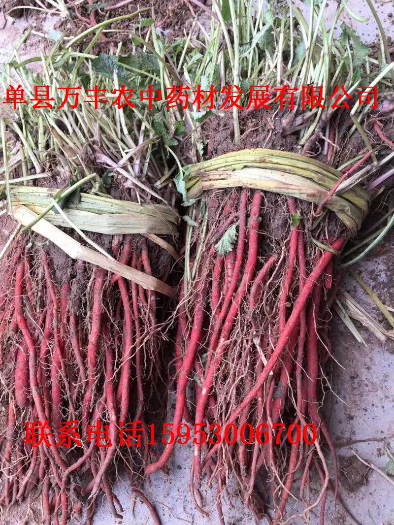 丹参种苗、种子 鲁丹二号  山东丹参种苗  丹参种子