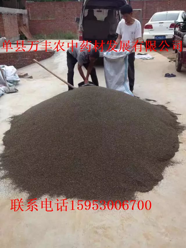 山东丹参种苗批发  四川丹参种苗  贵州丹参种苗