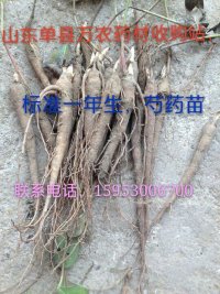 山东白芍种苗批发  四川白芍种苗  贵州白芍种苗