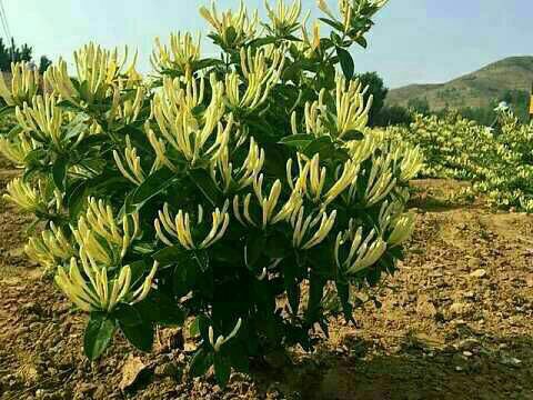 改良新品种  金银花  北花一号  山东金银花苗  四川金银花苗  贵州金银花苗