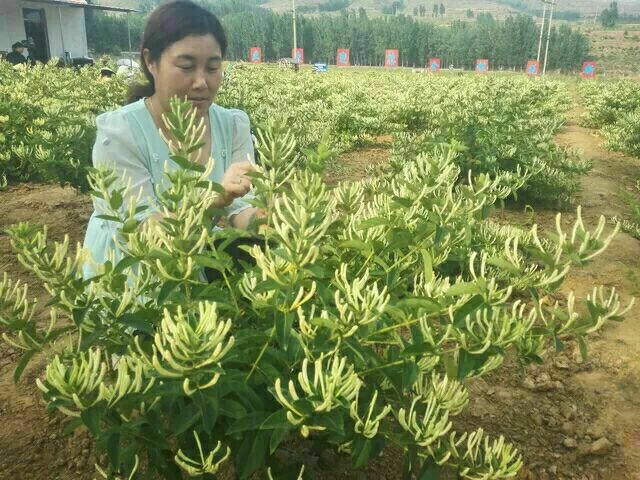 改良新品种  金银花  北花一号  山东金银花苗  四川金银花苗  贵州金银花苗