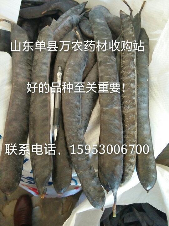 皂角籽。苗、树 鲁皂一号  山东皂角种苗  四川皂角种苗  贵州皂角种苗