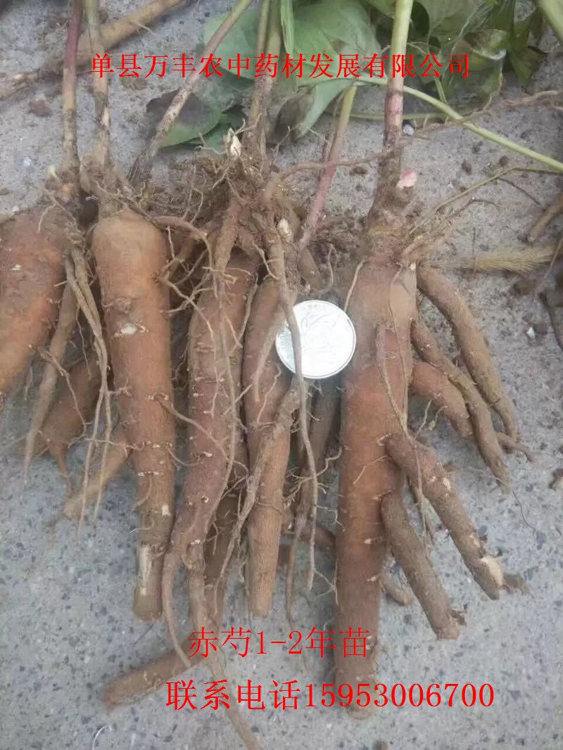 东北，内蒙，额尔古纳赤芍种子、种苗  东北赤芍  内蒙赤芍  赤峰赤芍